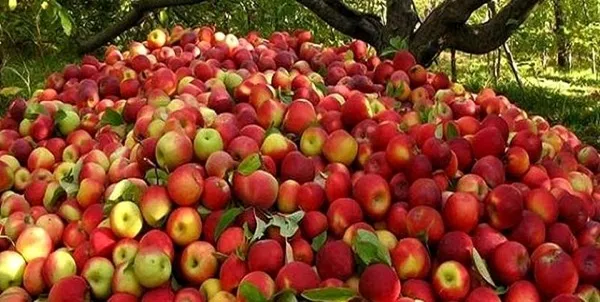 کشتی کافی برای صادرات سیب از بندرعباس نداریم
