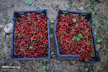 میوه خوشمزه‌ای که ذهن شما را آرام می‌کند