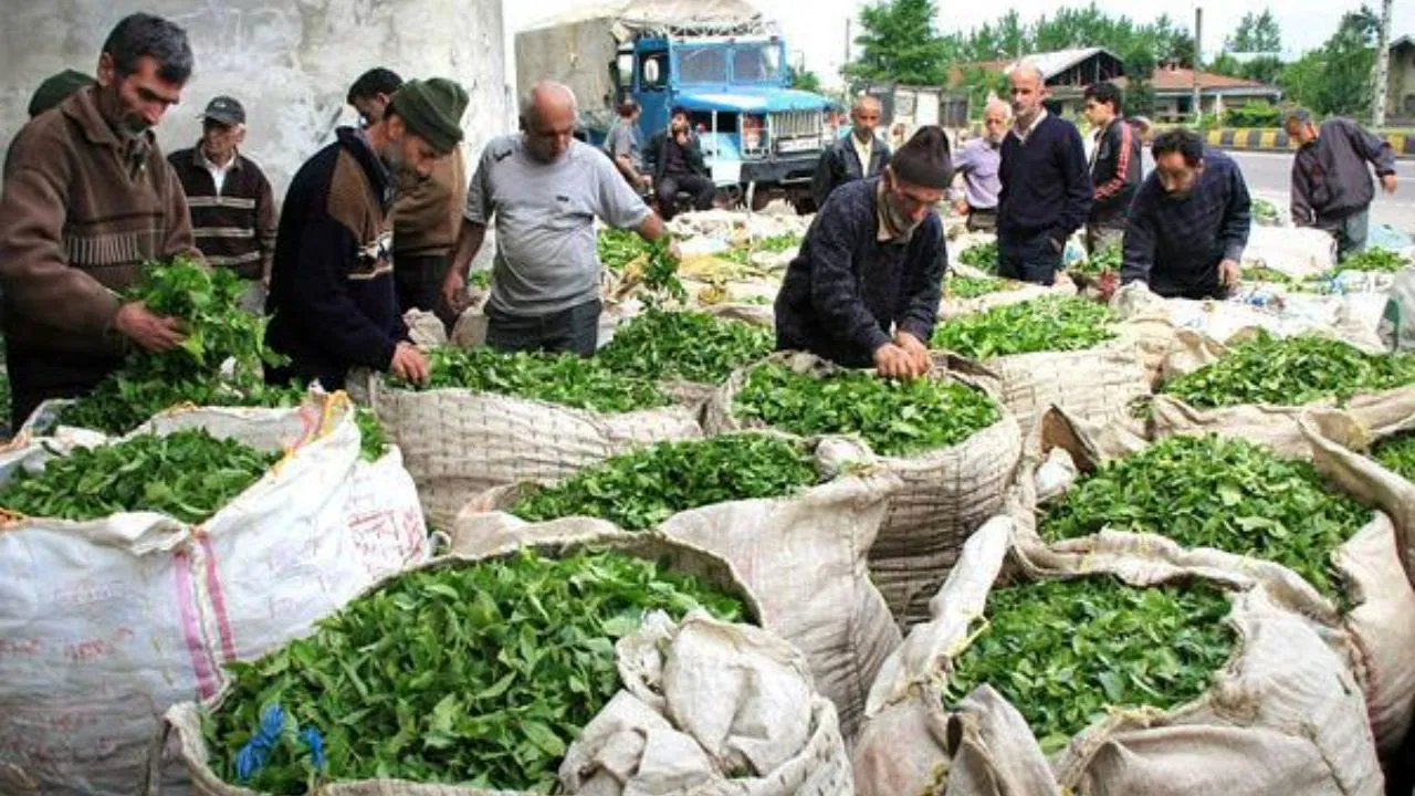 آغاز واردات مشروط چای