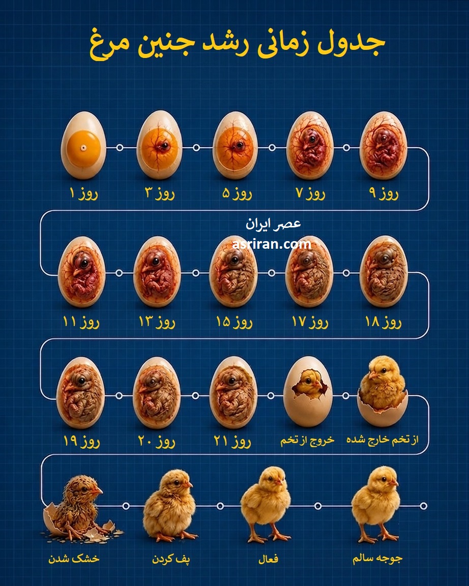اینفوگرافی/معجزه ۲۱ روزه طبیعت؛ درون یک تخم مرغ در حال رشد چه می‌گذرد؟