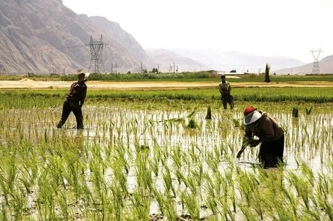 افزایش ۸۰ درصدی قیمت برنج در یکسال اخیر