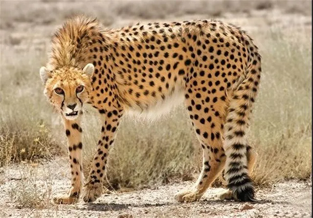 فیلم/ شکار دسته جمعی یوزپلنگ‌ها