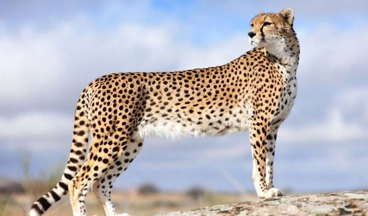 ژن پیروز ذخیره شد