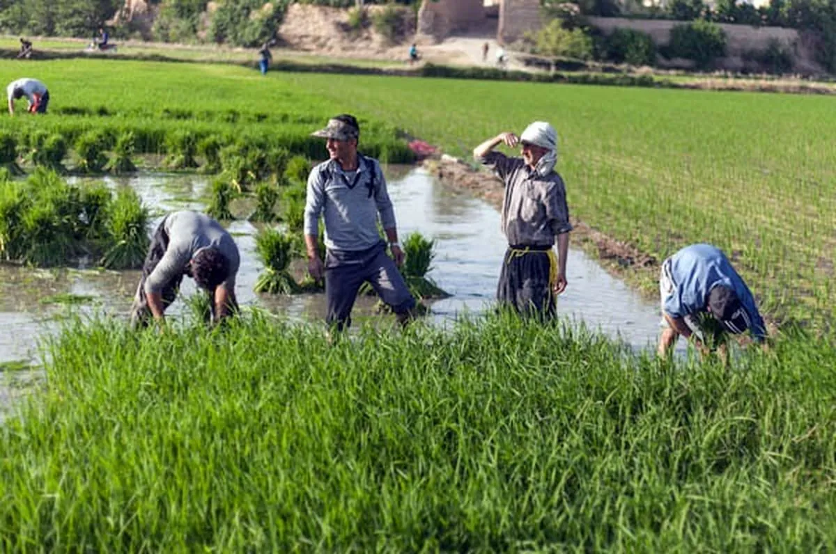 کمبود، عامل گرانی اخیر برنج نیست