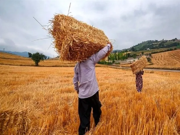 کود مورد نیاز گندمکاران تامین نمی‌شود
