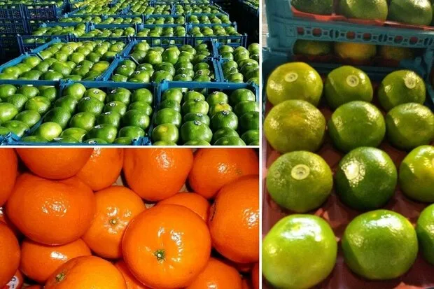 گرانفروشی میوه به سبک شرکت‌های بسته بندی