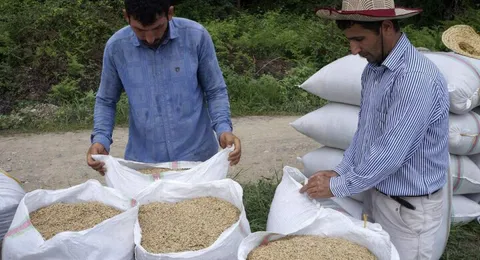 فصل برداشت برنج در شالیزار‌های مازندران