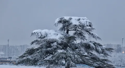 بارش‌ برف تهران /عکس
