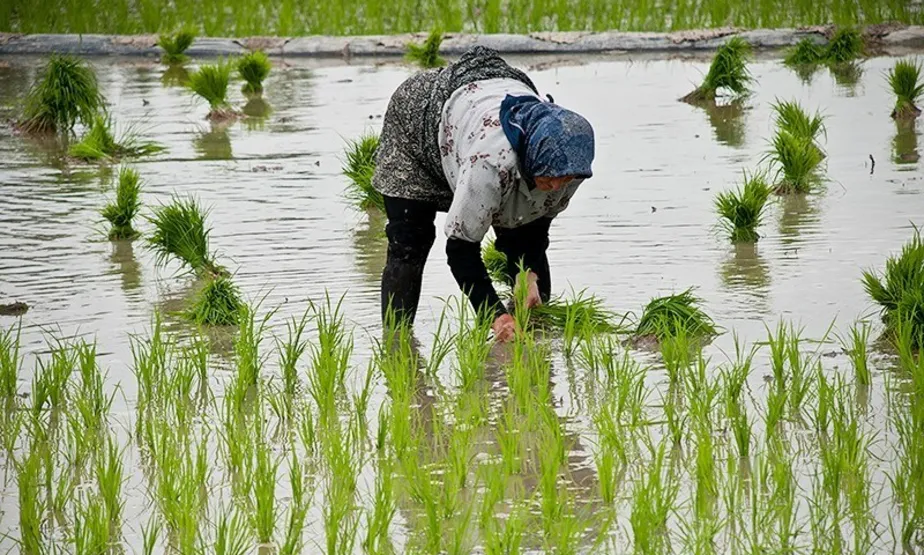 سایه خشکسالی بر سر شالیزار‌های کشور