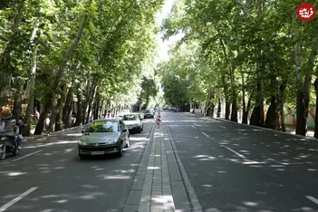 عکس/خیابان ولیعصر و چنارهایش در دهه ۴۰