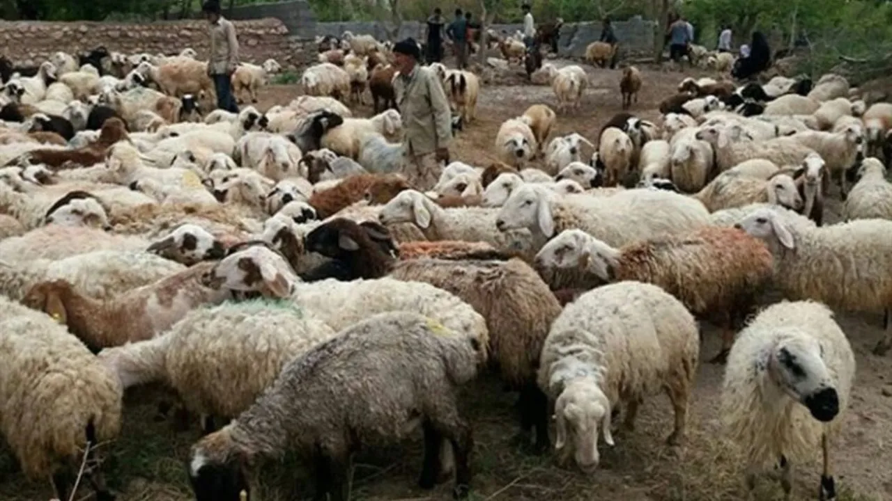 دشواری صادرات دام در نبود مراودات بانکی