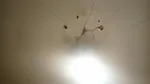 به نظر می رسد که متولیان برخی اماکن عمومی مانند موزه هنرهای تزئینی معاصر در اصفهان خانه بدون انجام خانه تکانی به استقبال نوروز رفته اند.