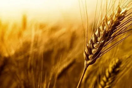 خرید بیش از ۲.۵ میلیون تن گندم