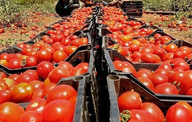 گوجه فرنگی یکماه دیگر ارزان می‌شود؟
