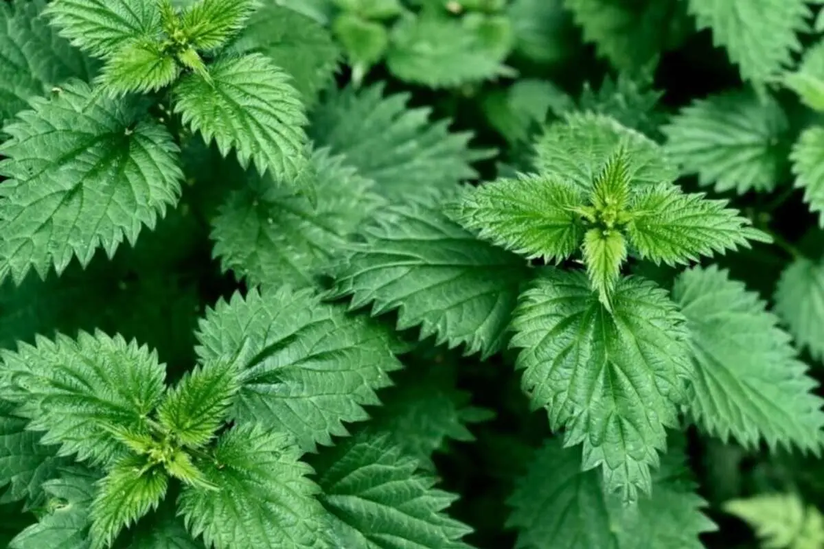 خواص گیاه گزنه