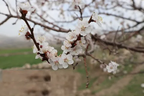 بهاری‌ترین لحظات در اهر