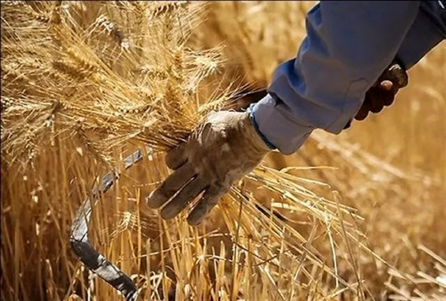 قیمت خرید تضمینی گندم مورد رضایت کشاورزان نیست