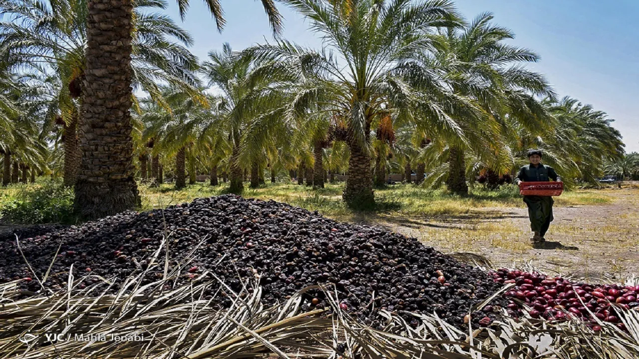 قیمت هر کیلو خرما پیارم ۷۰ هزار تومان