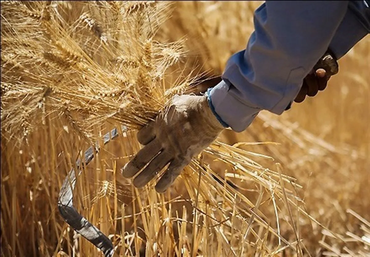۹۰ درصد از مطالبات گندمکاران پرداخت شده است