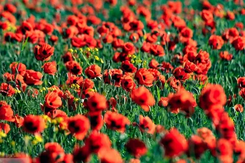طبیعت چشم نواز و هزار رنگ جلگه ارومیه