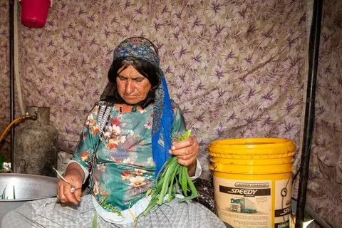 آغاز کوچ عشایر ایل قشقایی به ییلاقات