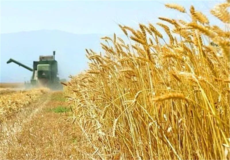 کارخانه‌های خوراک دام مشتری گندم دلالان