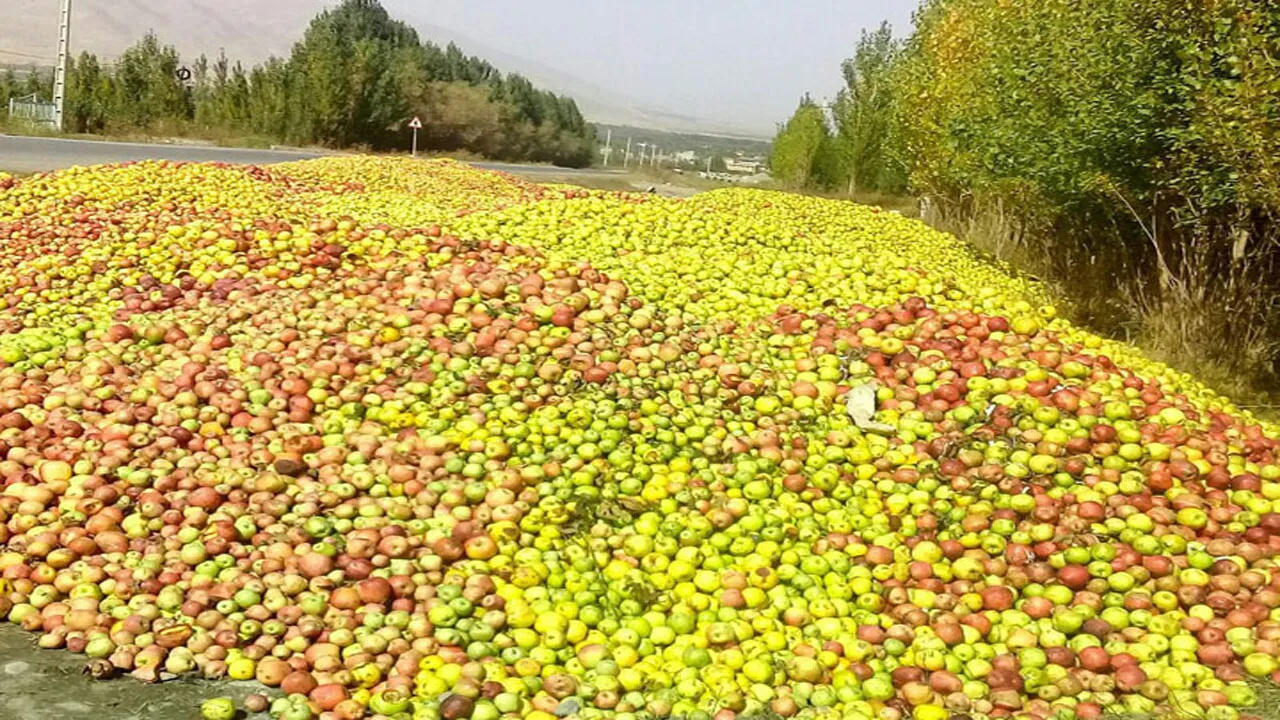 دلایل باد کردن سیب درختی روی دست باغداران