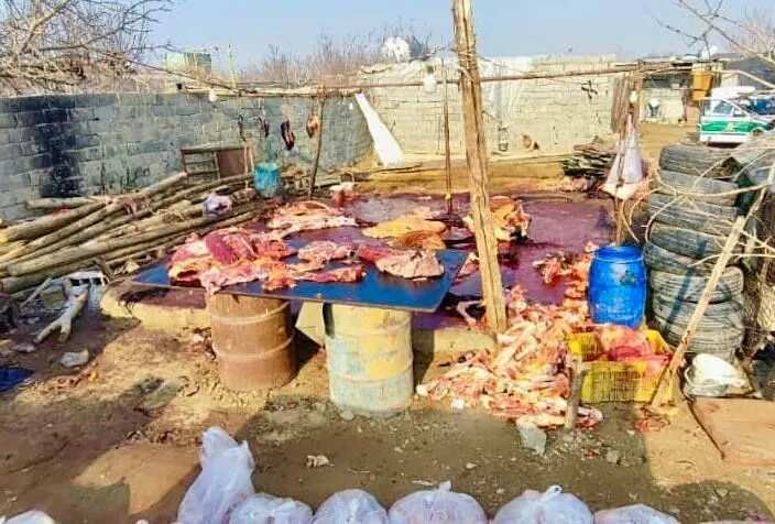 کشف کشتارگاه اسب و الاغ در اسلامشهر +عکس