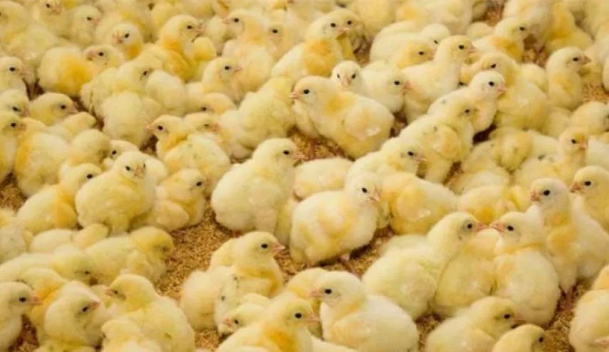 افشای پشت پرده جوجه کُشی
