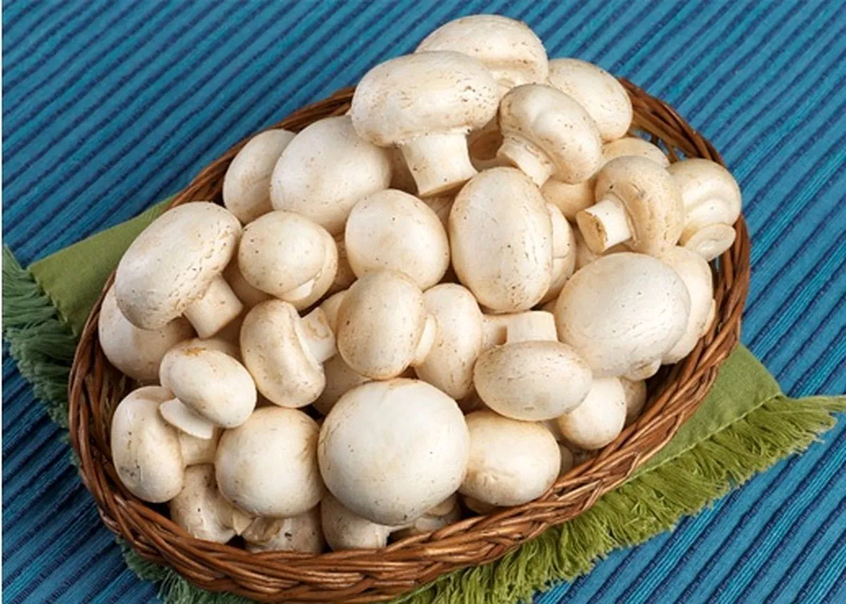 قارچ؛ هر روز گران‌تر از دیروز!