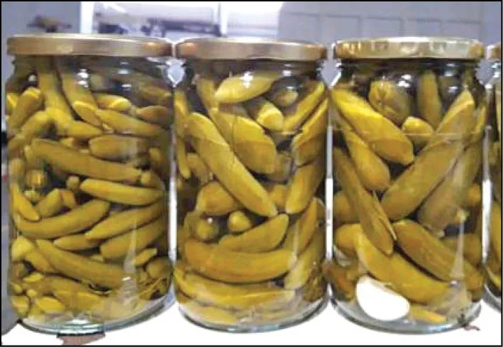 خیارشور دوباره در مسیر گرانی قرار گرفت