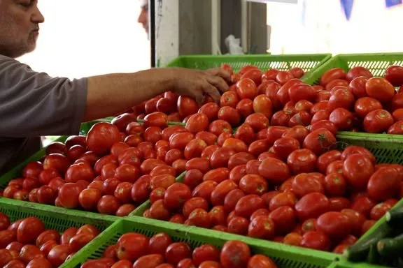 سونامی گوجه فرنگی