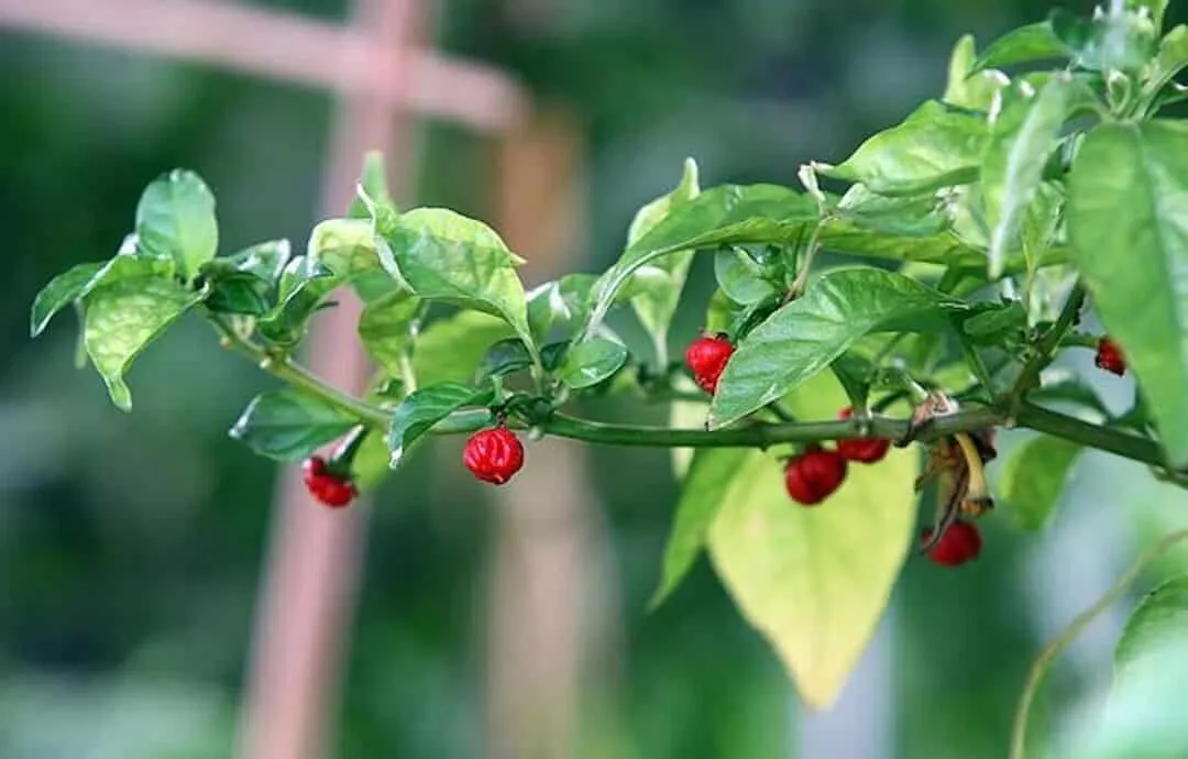 با خوردن این فلفل زنده نمی‌مانید