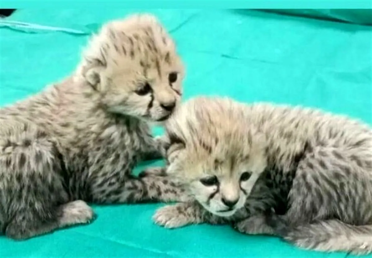 پاسخ محیط‌زیست سمنان به ادعای نگهداری توله یوزها روی پشت‌بام