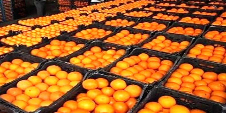پرتقال؛ ارزان‌ترین میوه میادین