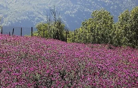 برداشت گل‌گاوزبان در روستای آغوزبن کندسر