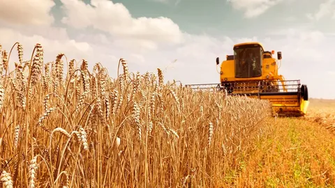 قیمت جدید گندم در سال ۱۴۰۵ اعلام شد