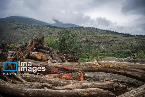 قاچاق چوب؛ تهدید جدی برای محیط زیست