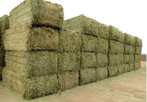 آغاز واردات یونجه از روسیه