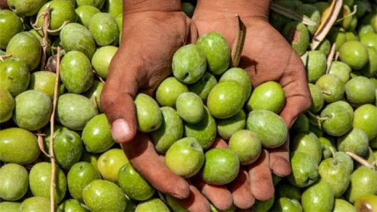 کاهش ۲۵ درصدی تولید زیتون به دلیل خشکسالی