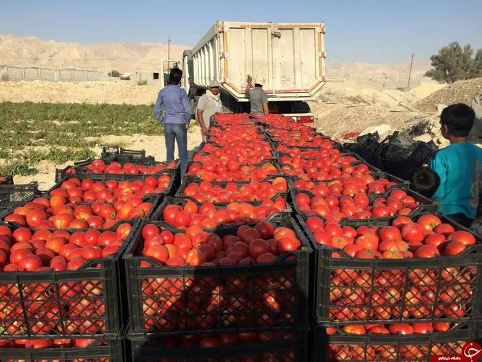 گوجه‌فرنگی ارزان شد؟