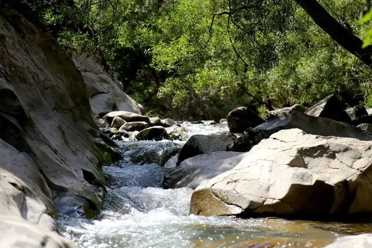 چال ماهی تهران