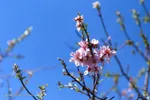 تهران خلوت و بهاری دیدنی تر از هر زمان دیگری است. خواه علت رفتن تهرانی ها به سفرهای نوروزی باشد یا رعایت پروتکل های بهداشتی برای مبتلا نشدن به بیماری کرونا در این روزهای بهاری هرجای تهران که فکرش را بکنی دیدنی است.