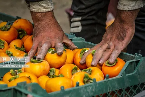 برداشت خرمالو از باغات کن سولقان تهران
