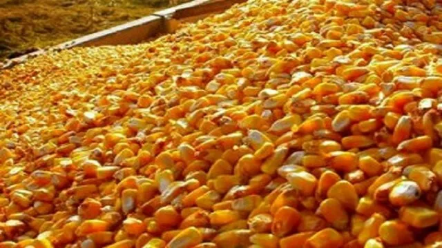 نابودی تولید با تزریق بیش از حد مرغ منجمد
