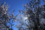 تهران خلوت و بهاری دیدنی تر از هر زمان دیگری است. خواه علت رفتن تهرانی ها به سفرهای نوروزی باشد یا رعایت پروتکل های بهداشتی برای مبتلا نشدن به بیماری کرونا در این روزهای بهاری هرجای تهران که فکرش را بکنی دیدنی است.
