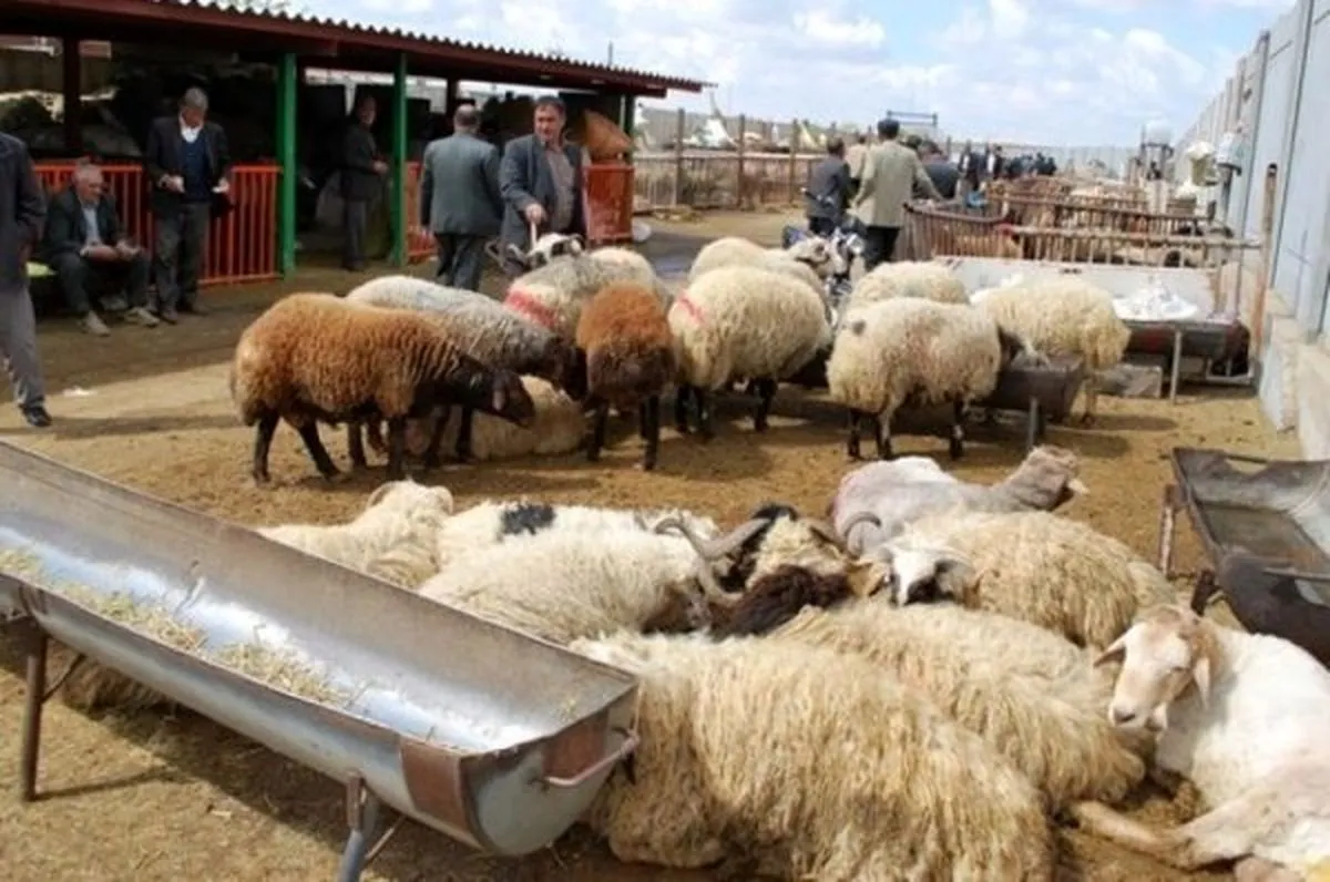 مصوبه آزادسازی صادرات دام زنده ابهام دارد