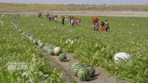 تجارت در آنگولا؛ مزرعه عظیمی که در دوران کرونا راه افتاد