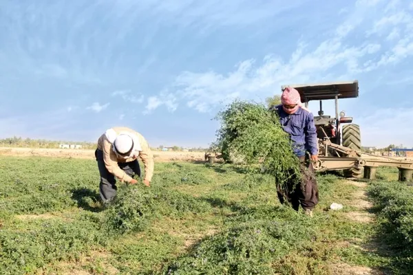 افزایش ۵۰ درصدی قیمت یونجه
