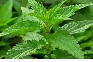 آیا خواص معجزه آسای برگ گزنه را می‌دانید